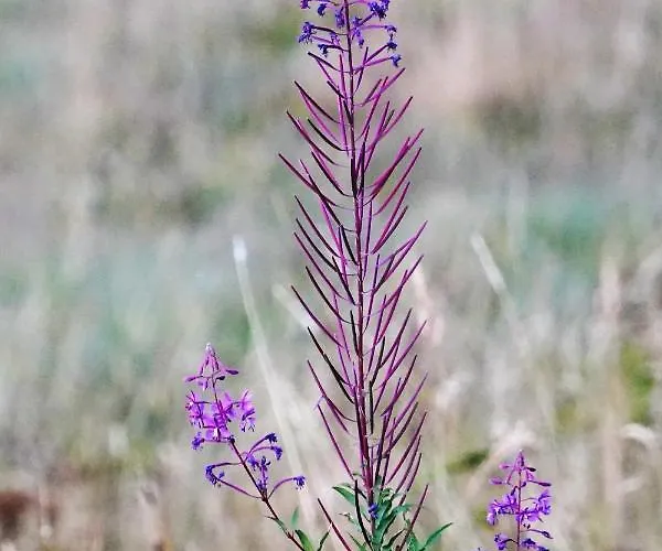 Apartmán Schwarzwaldblick *